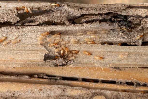 Best Exterminator Services  in Kgsford Heights, IN